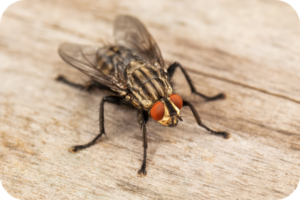 Mosquitos e Moscas